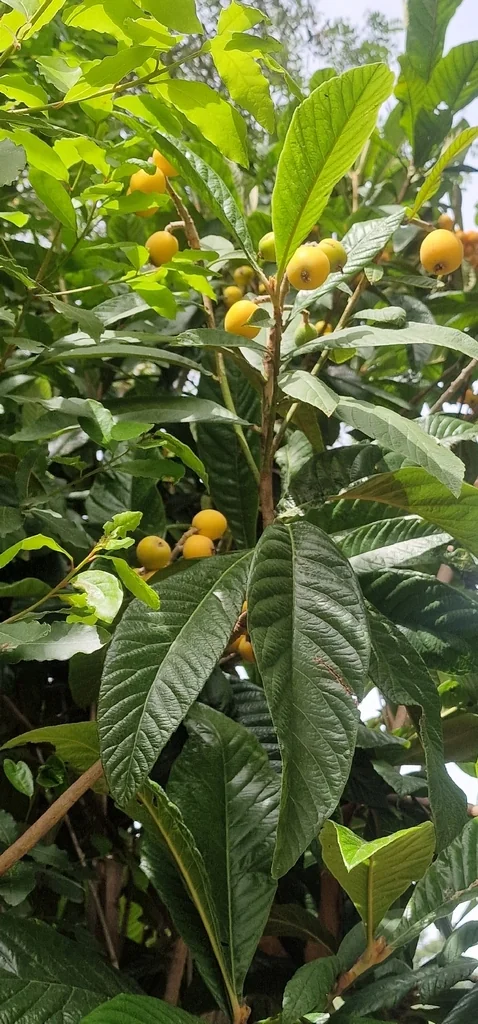 Eriobotrya Japonica