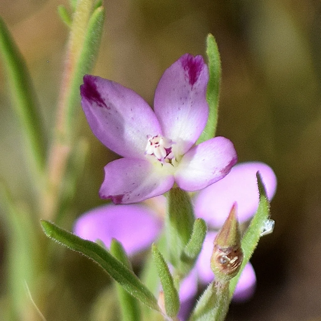 Clarkia Purpurea