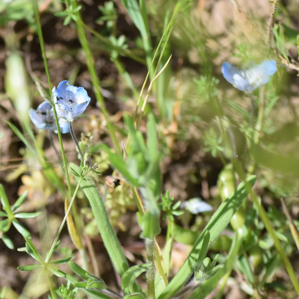 Nemophila Menziesii