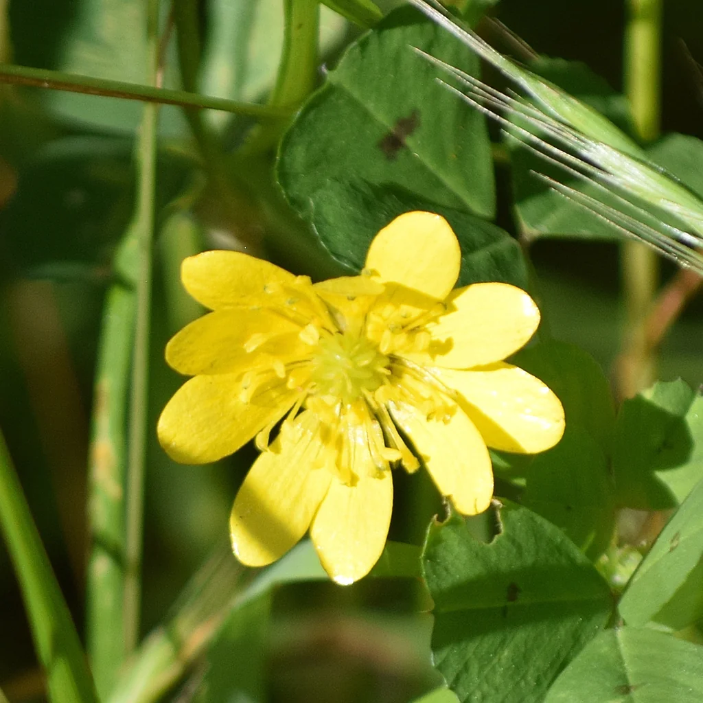 Ranunculus Californicus