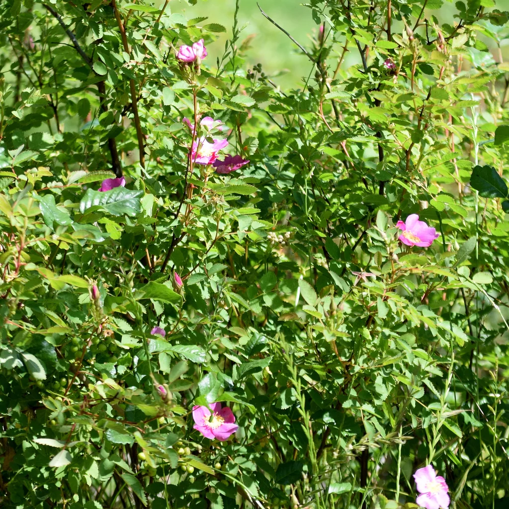 Rosa Californica