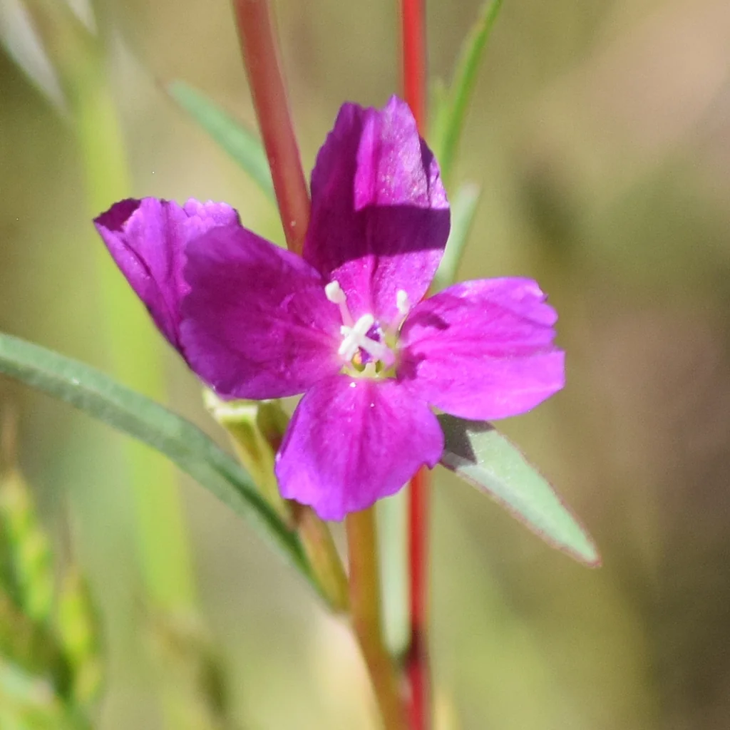 Clarkia Purpurea