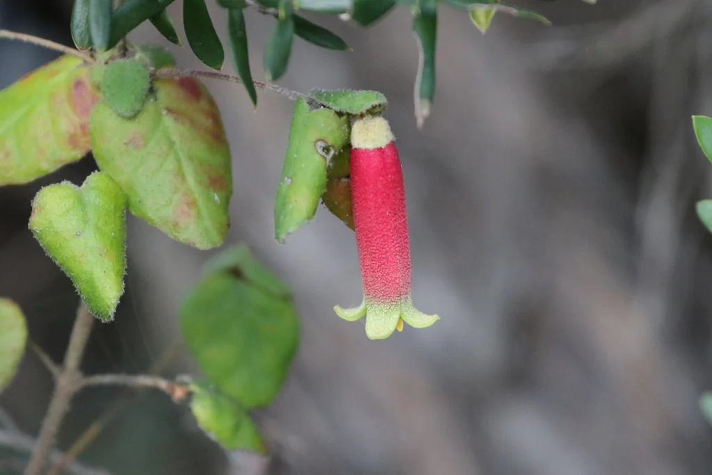 Correa Reflexa