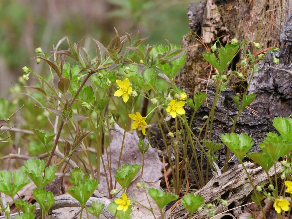 Waldsteinia Fragarioides