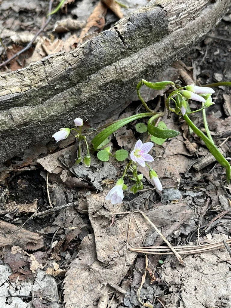Claytonia Virginica
