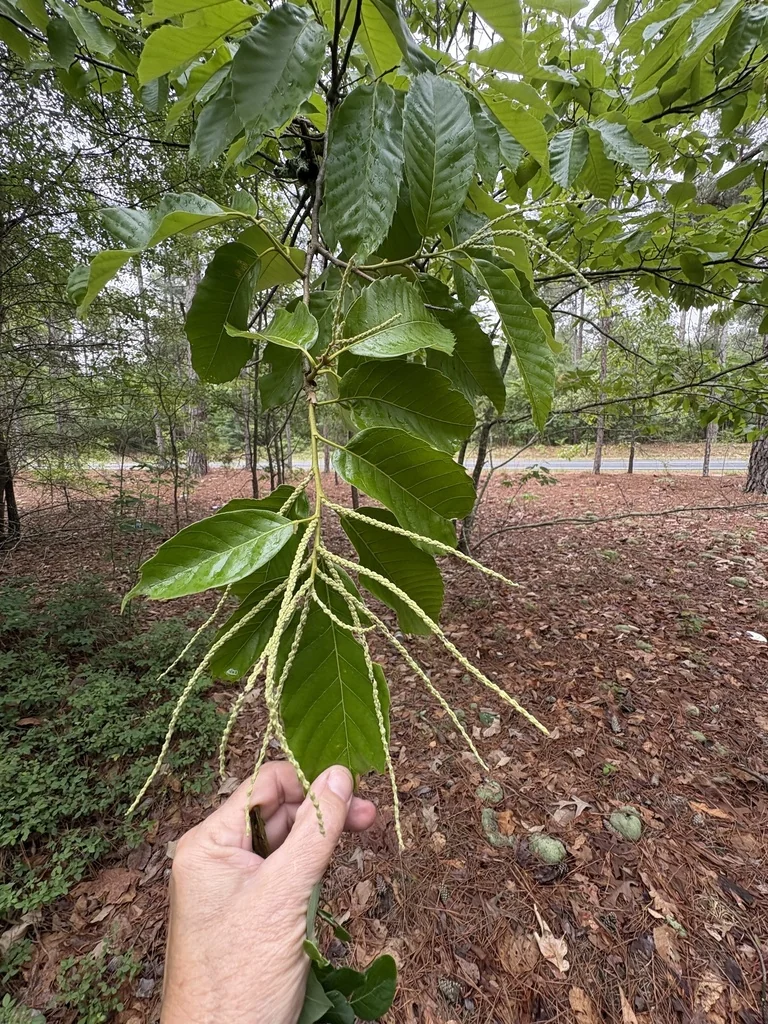 Castanea Mollissima