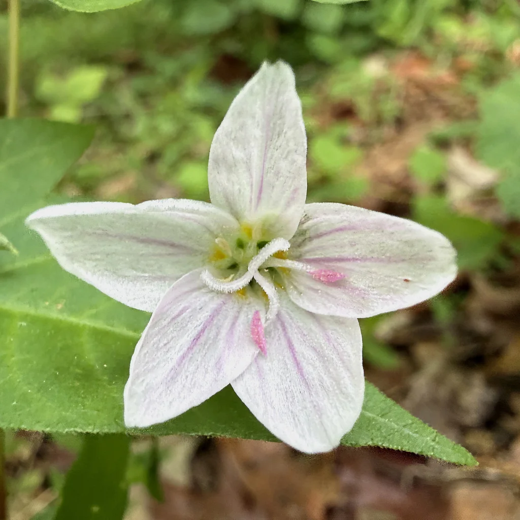 Claytonia Virginica