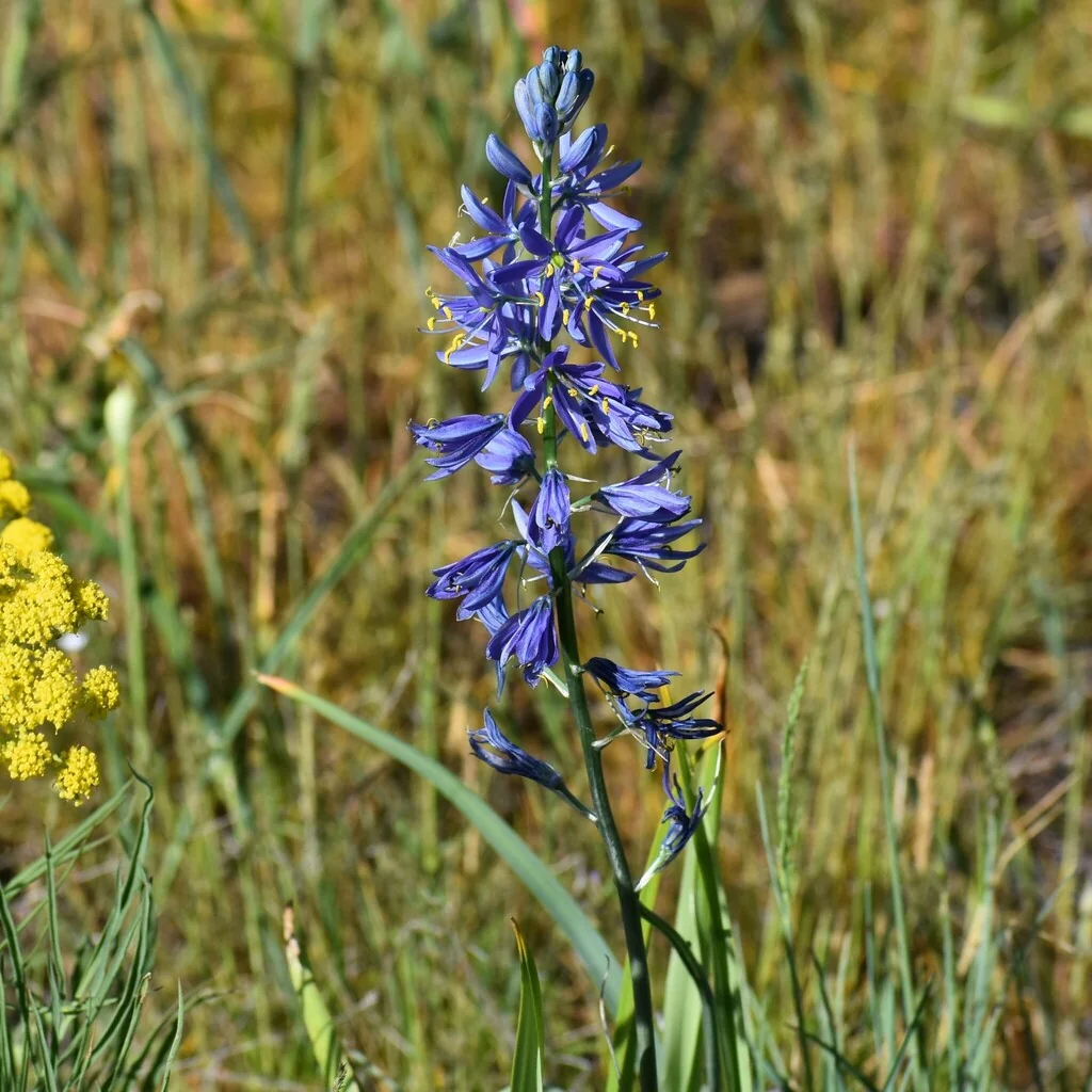 Camassia Quamash