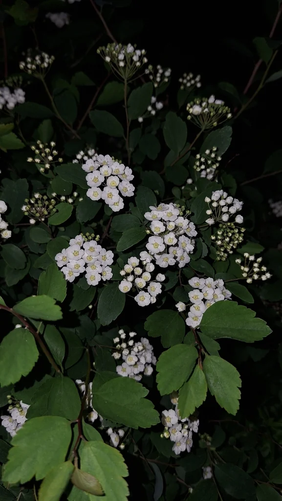 Spiraea X Vanhouttei