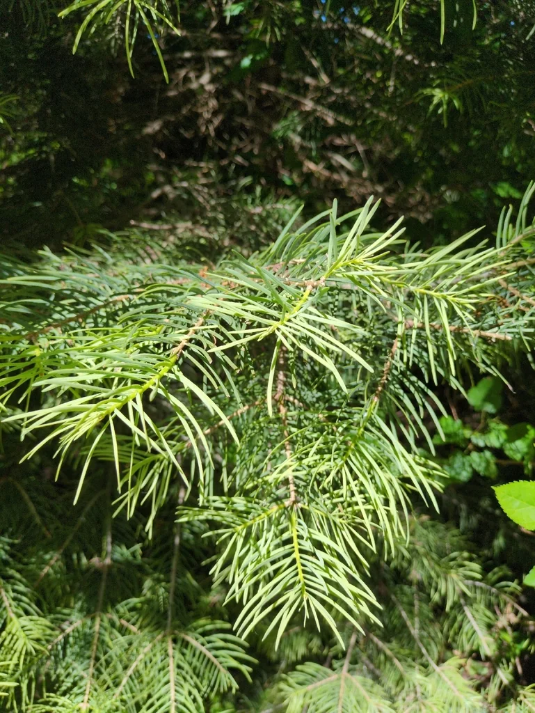 Abies Concolor
