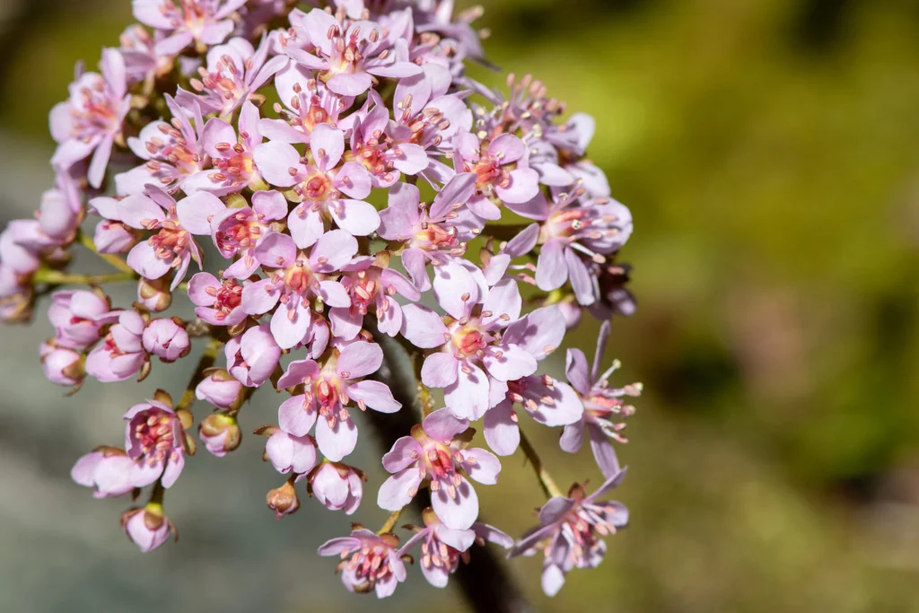 Darmera Peltata