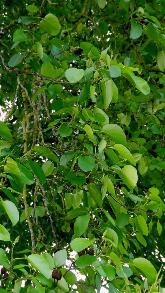 Alnus Cordata