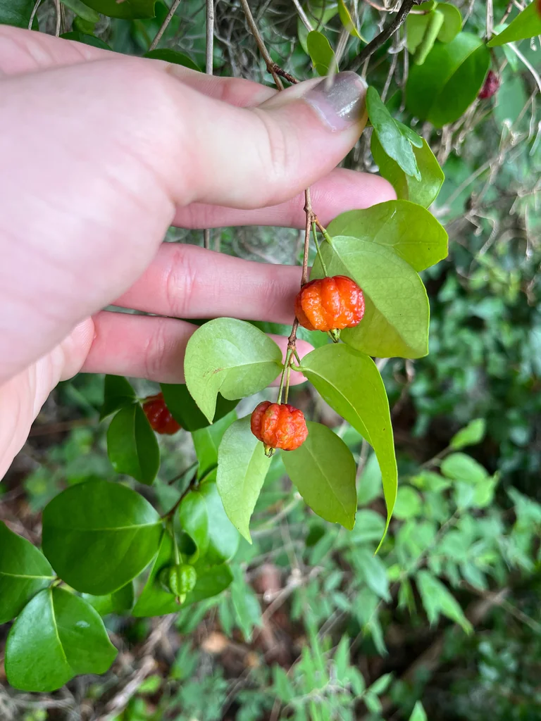 Eugenia Uniflora