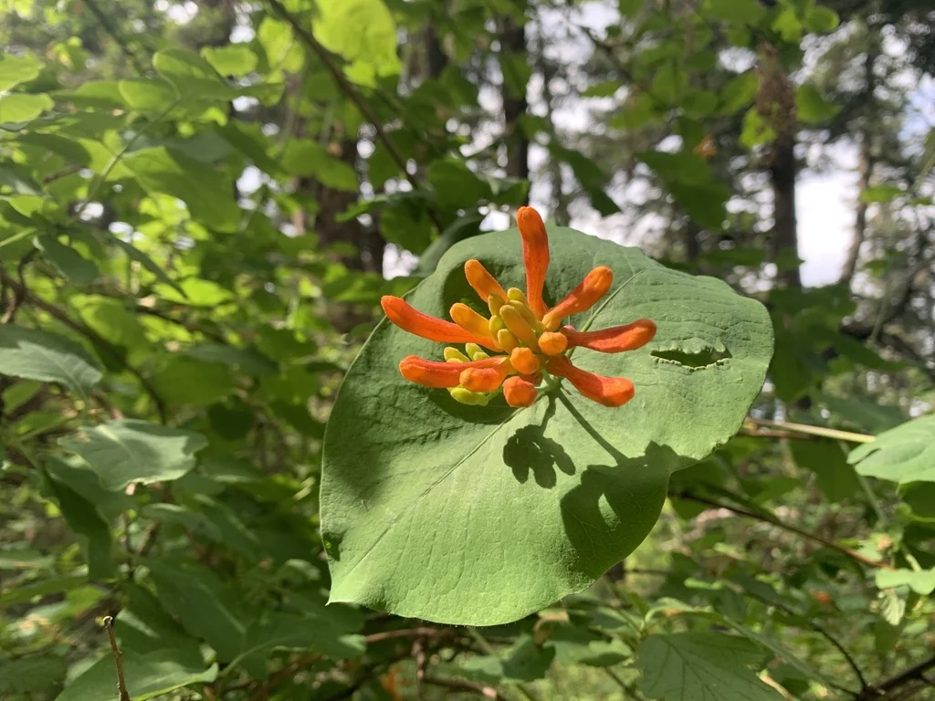 Lonicera Ciliosa