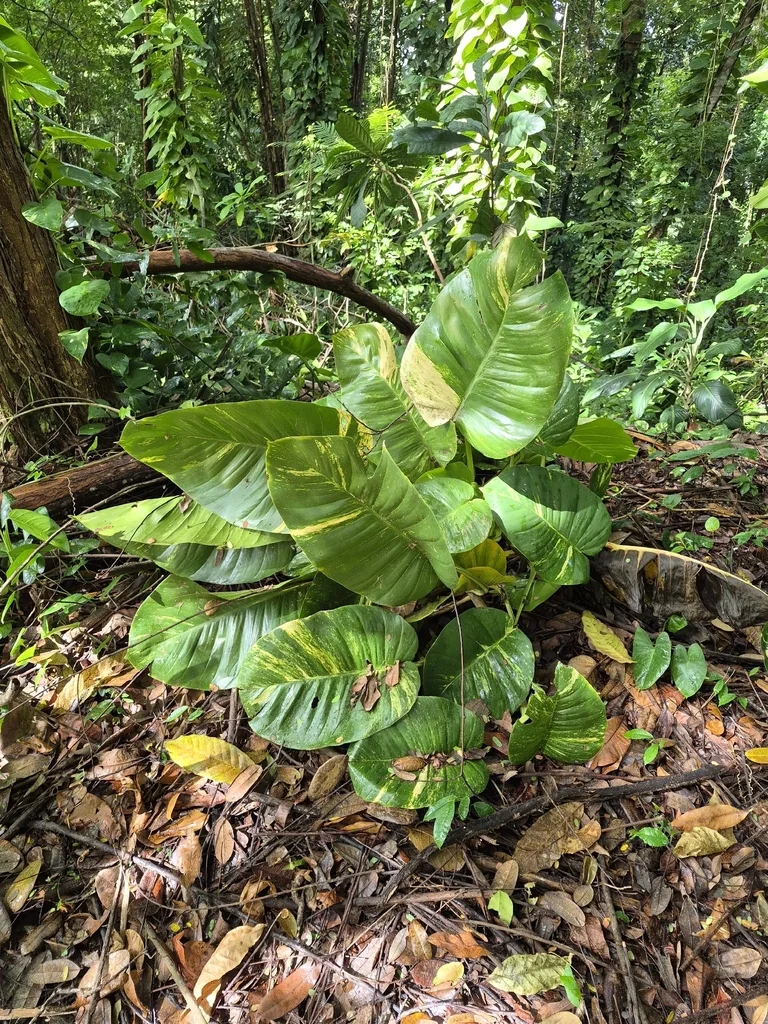 Epipremnum aureum