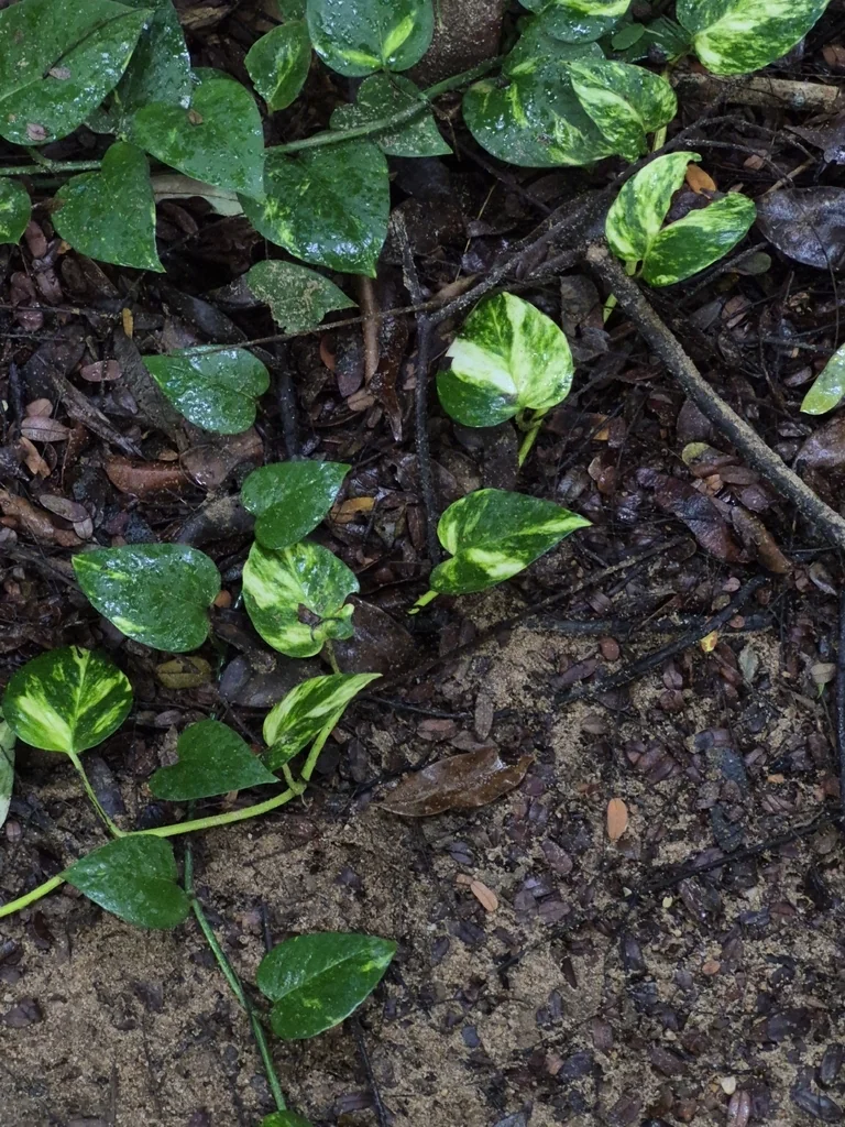 Epipremnum aureum
