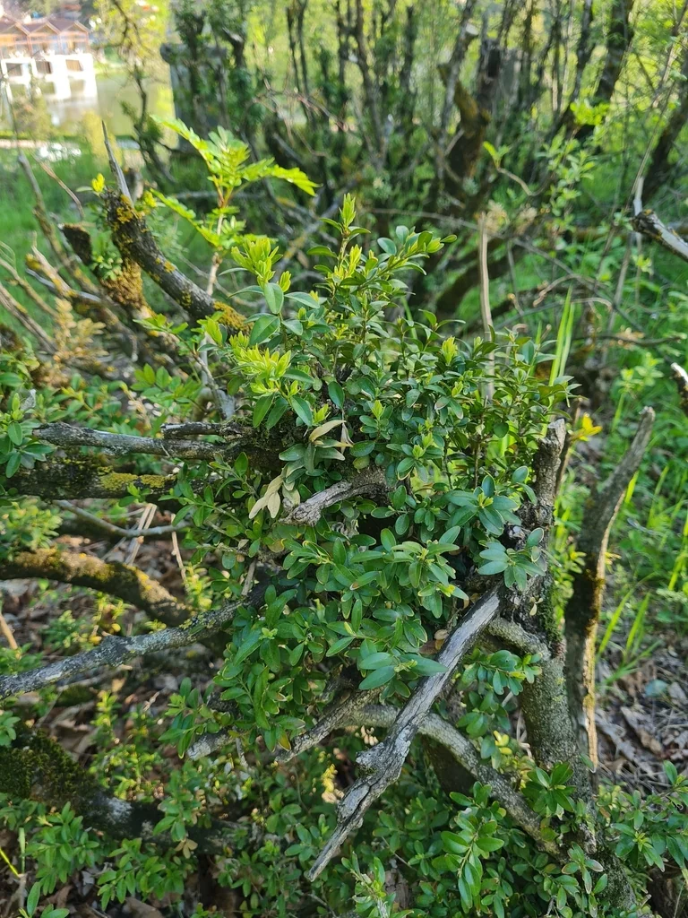 Buxus sempervirens