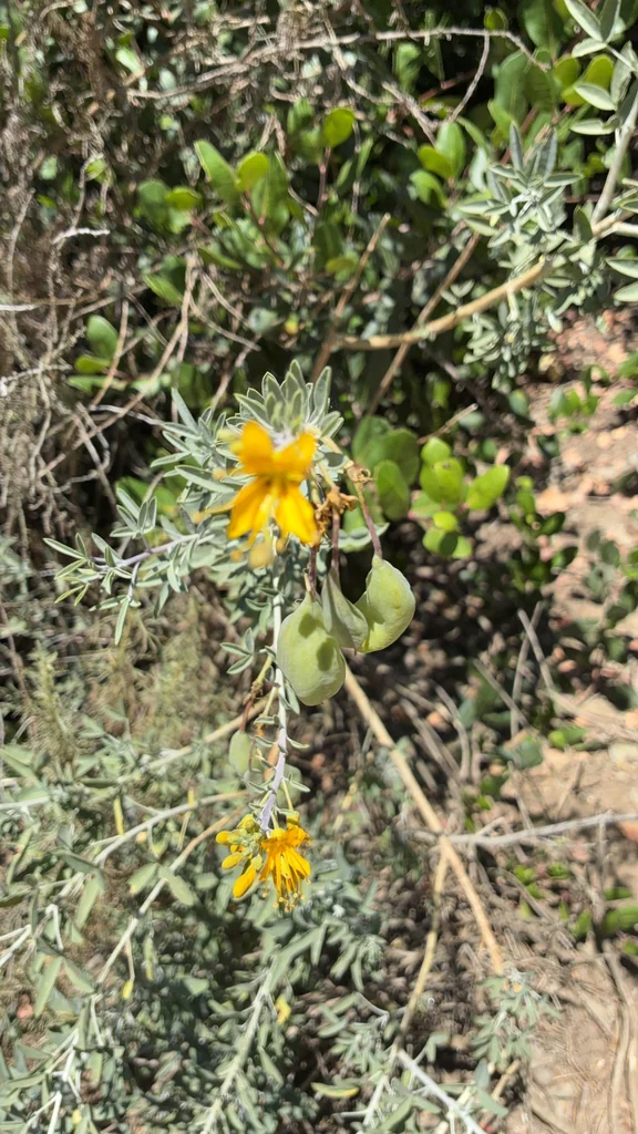 Isomeris Arborea
