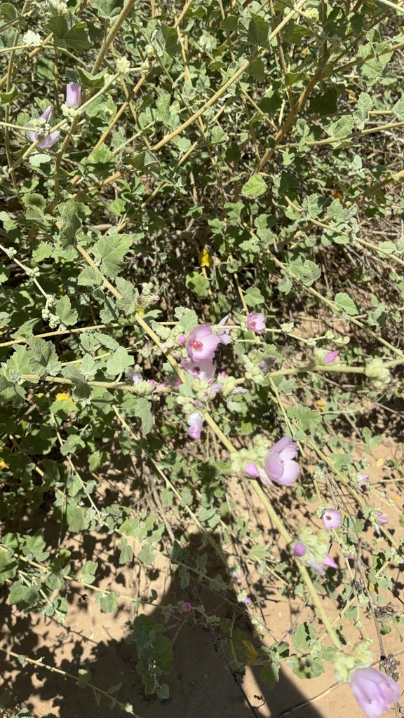 Malacothamnus Fasciculatus