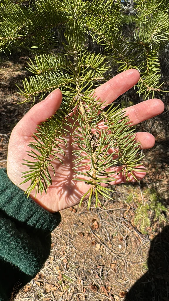 Picea Glauca