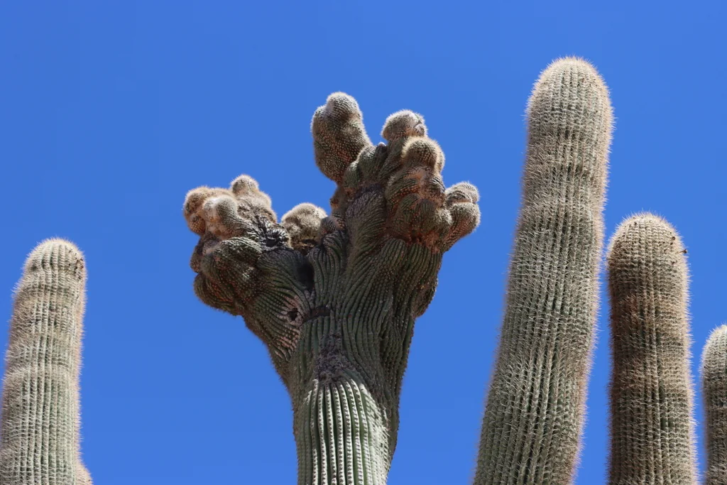 Carnegiea Gigantea