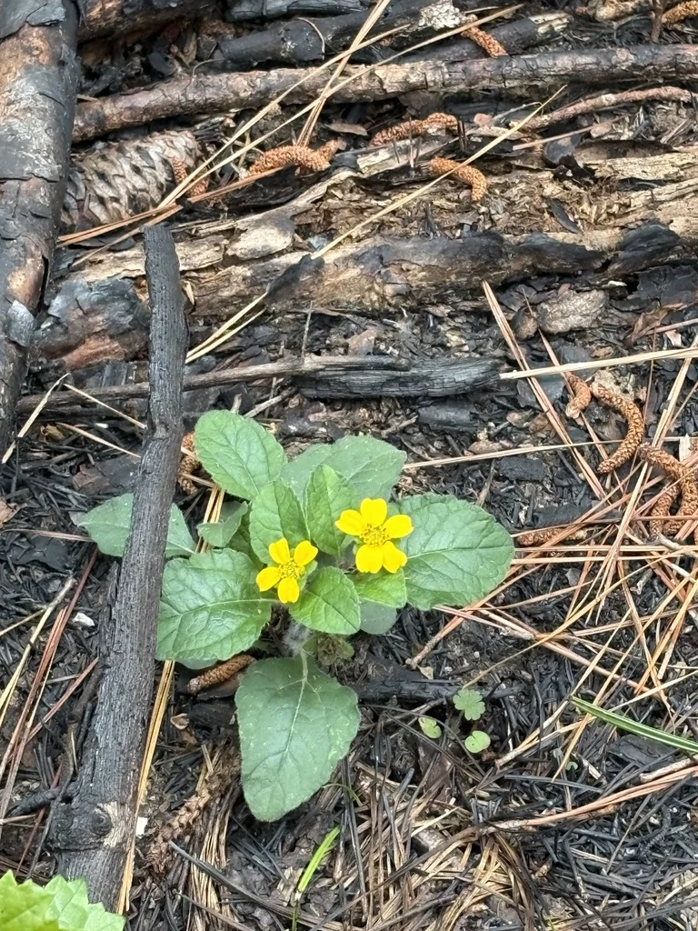 Chrysogonum Virginianum