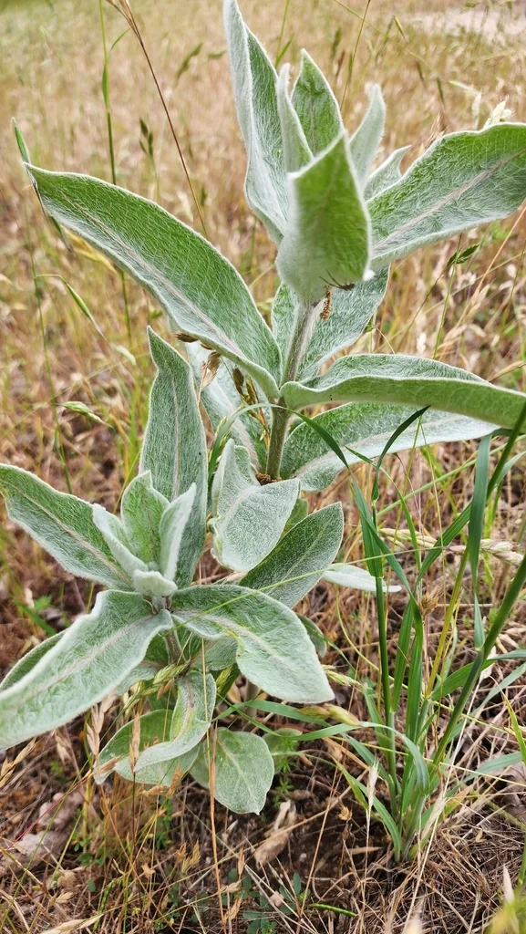 Asclepias Eriocarpa
