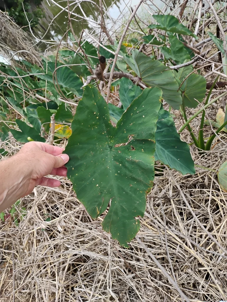 Colocasia esculenta