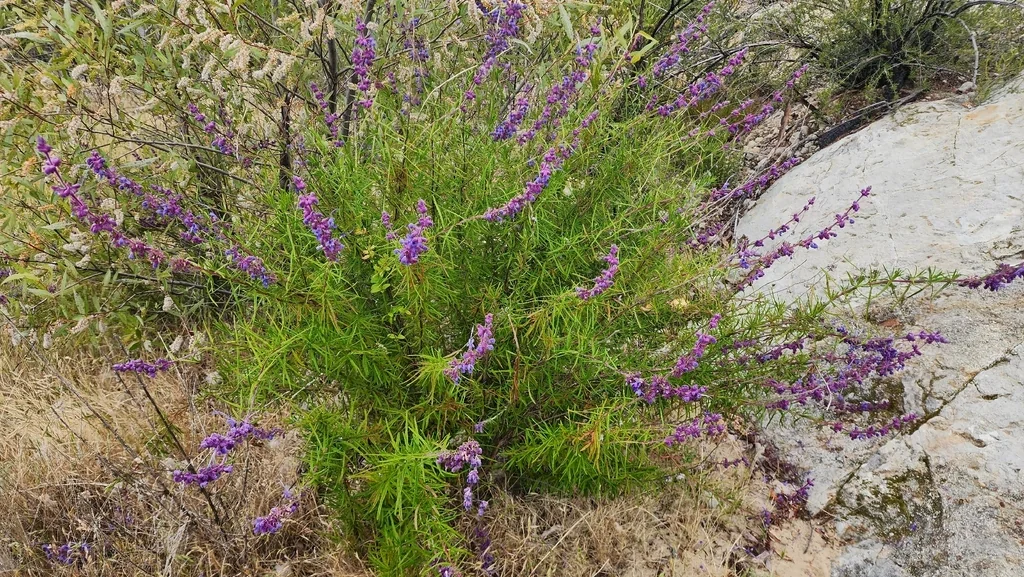 Trichostema Lanatum