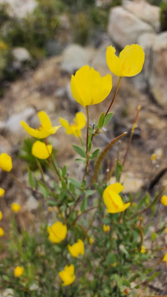 Dendromecon Rigida