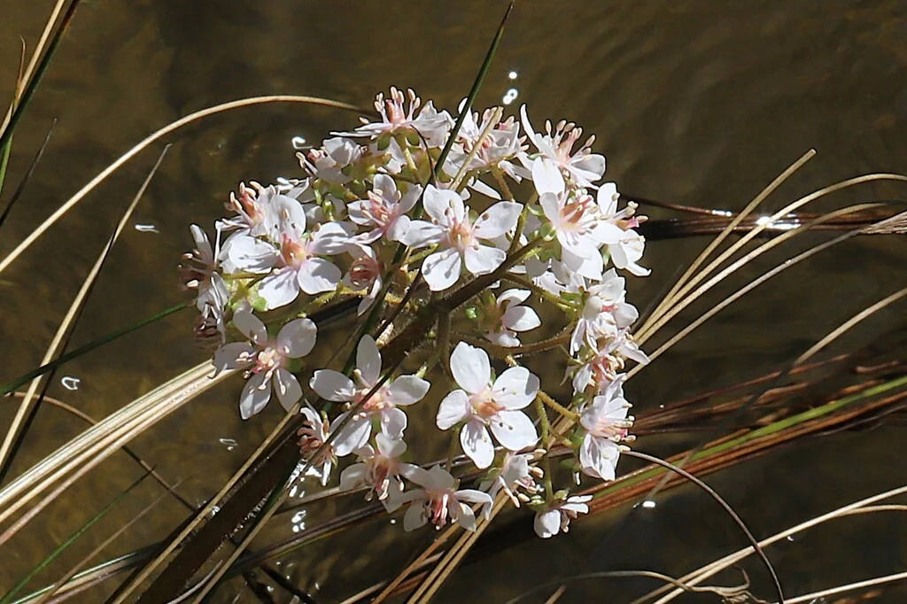 Darmera Peltata