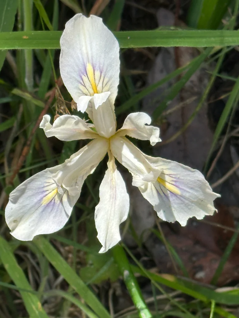 Iris Douglasiana