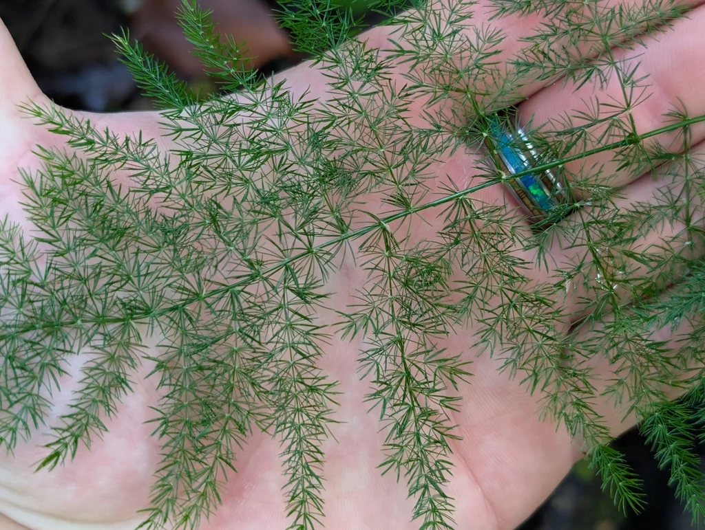 Asparagus Setaceus