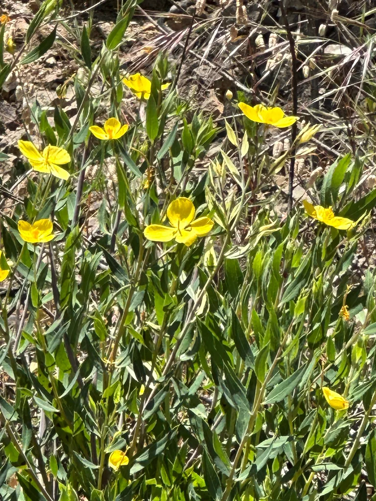 Dendromecon Rigida
