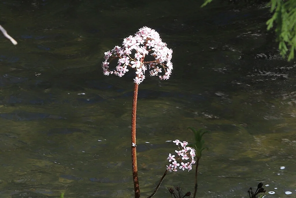 Darmera Peltata