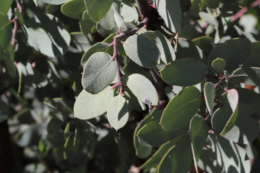 Arctostaphylos Viscida