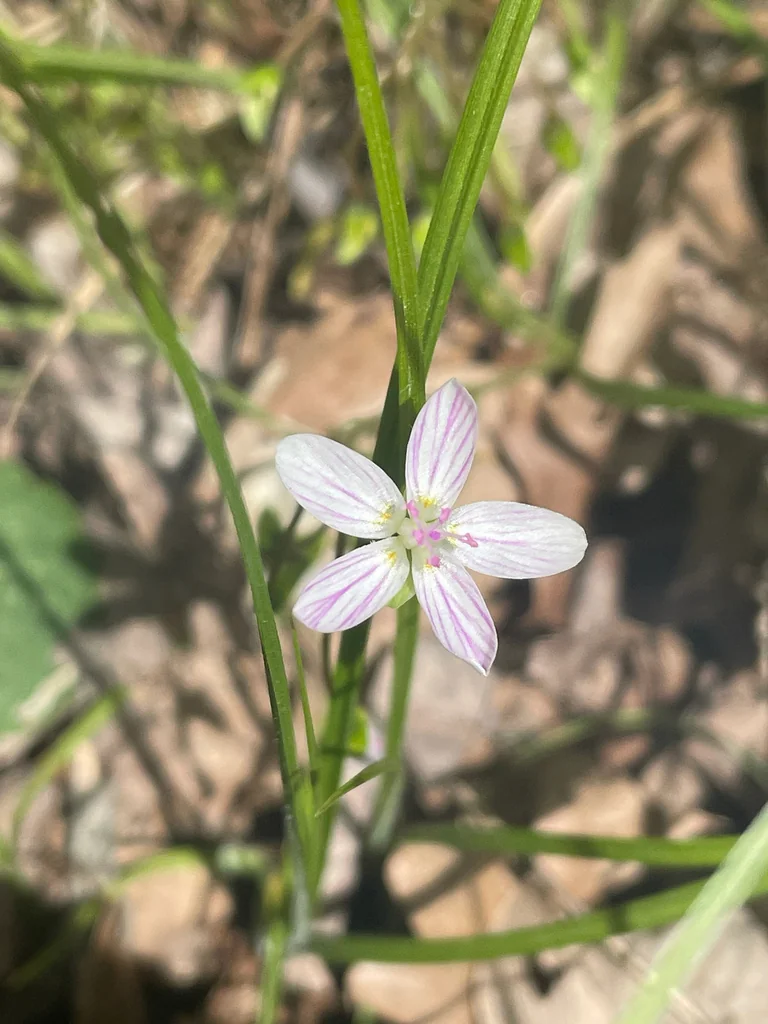 Claytonia Virginica