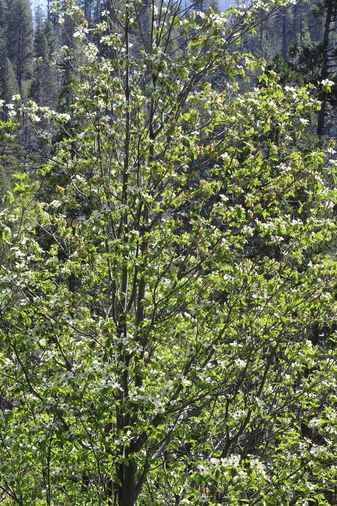 Cornus Nuttallii