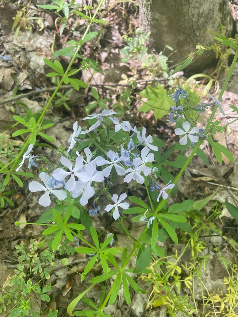Phlox Divaricata