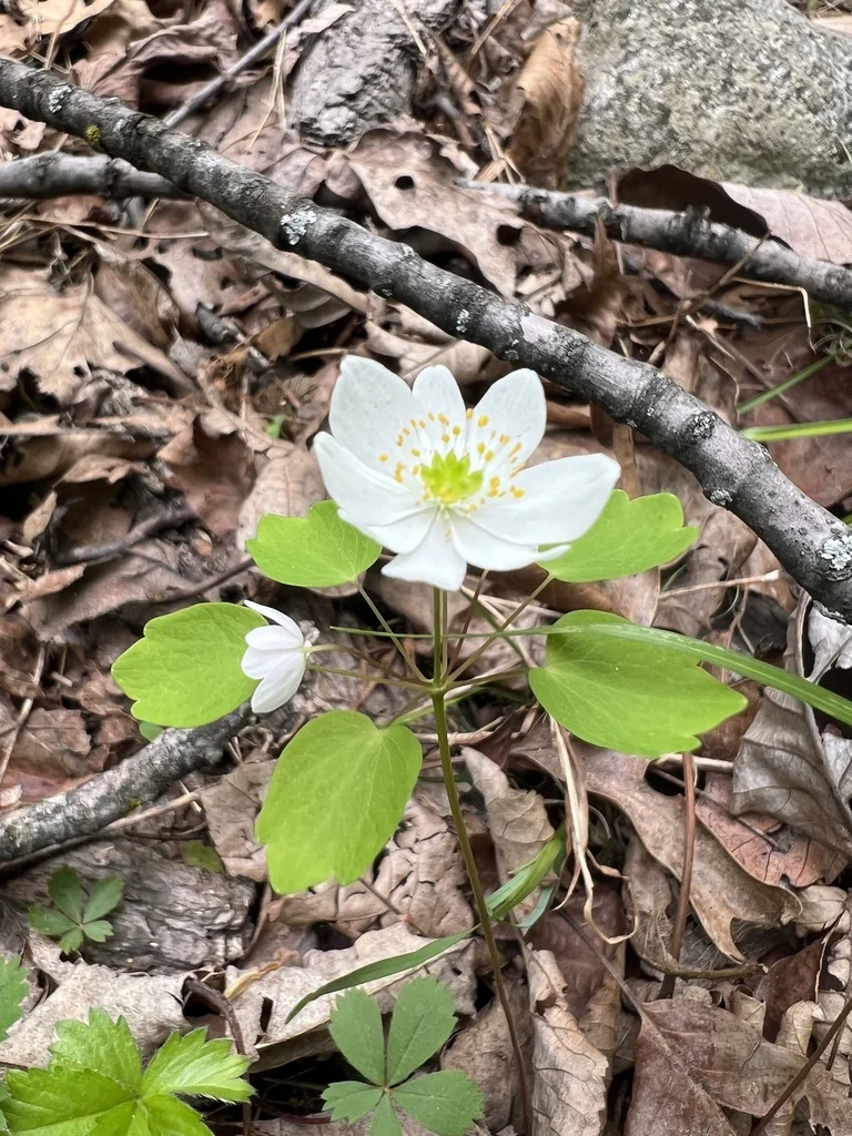 Anemonella Thalictroides