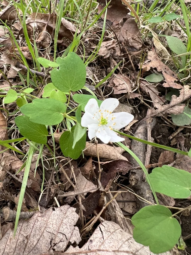 Anemonella Thalictroides