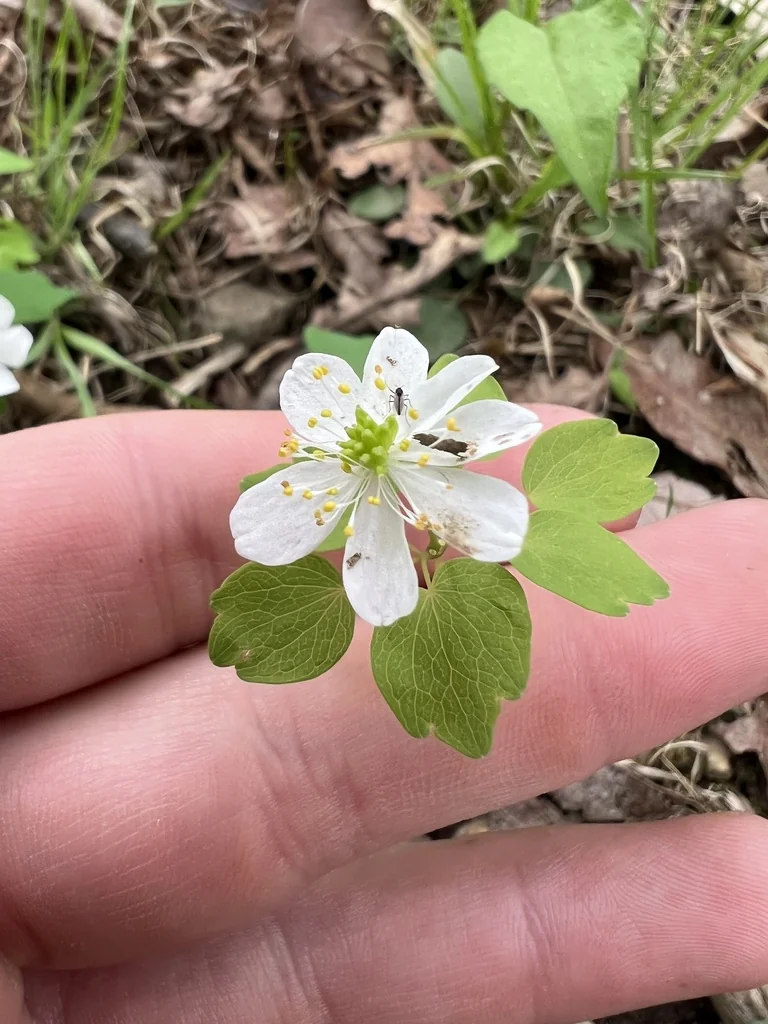 Anemonella Thalictroides