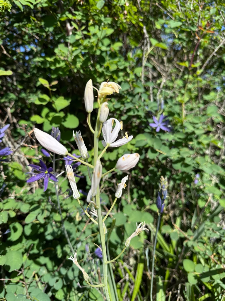 Camassia Leichtlinii