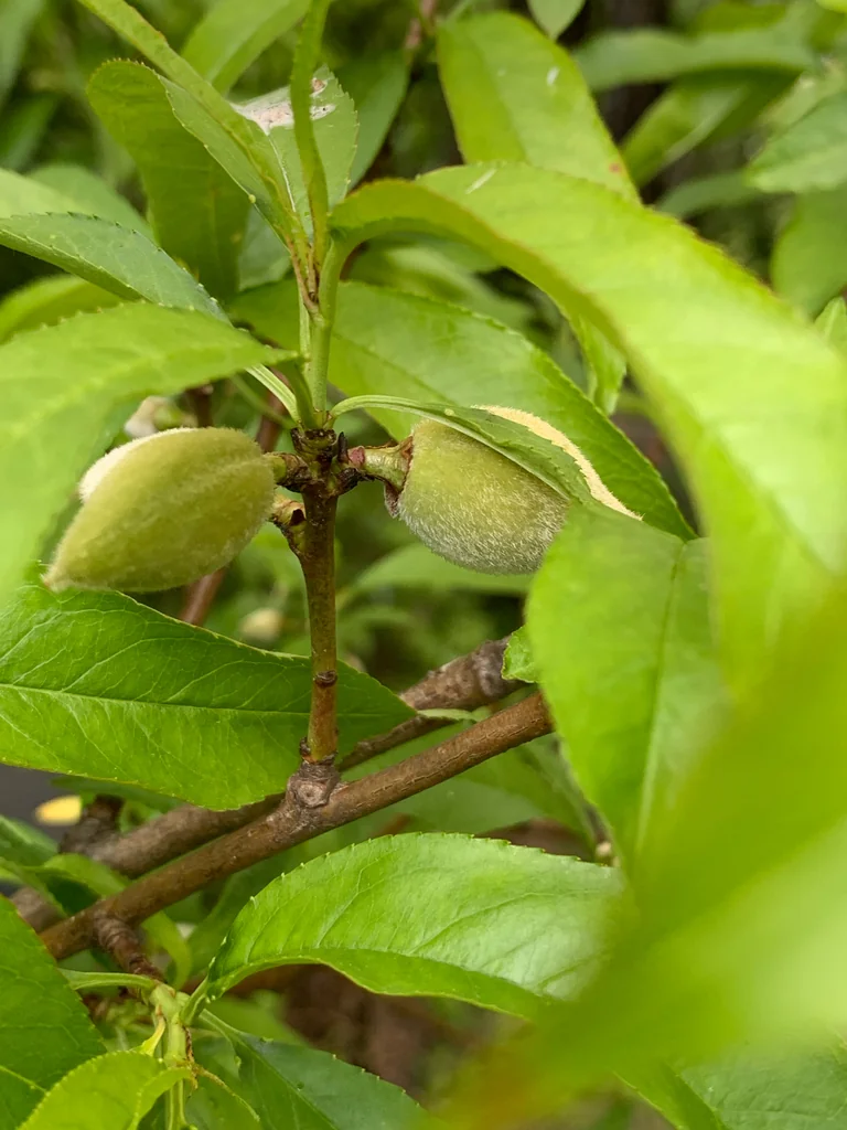 Prunus Persica