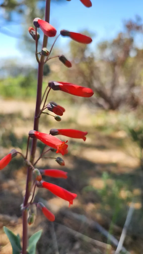 Penstemon Centranthifolius