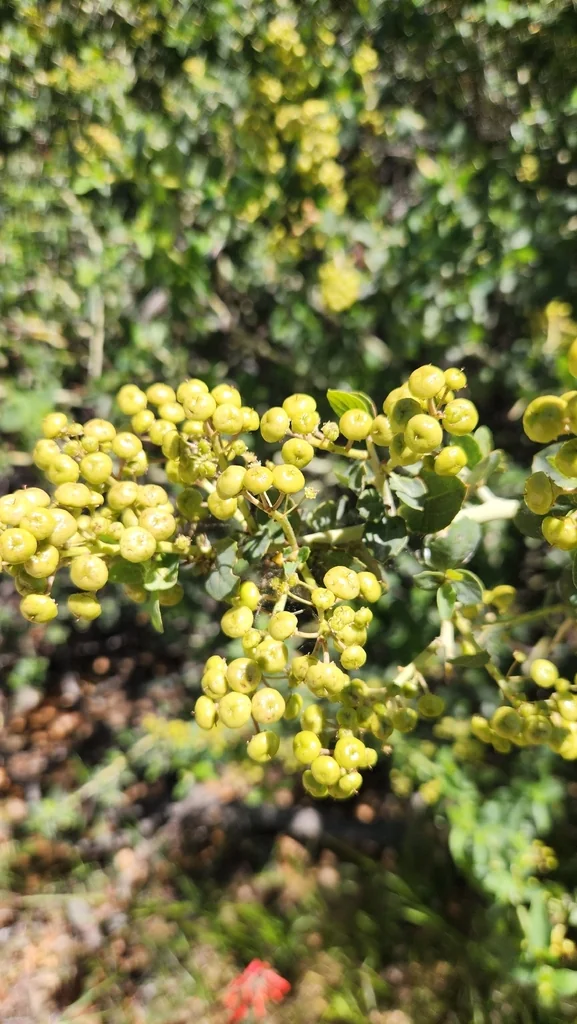 Ceanothus Leucodermis