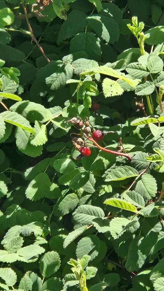 Rosa Californica