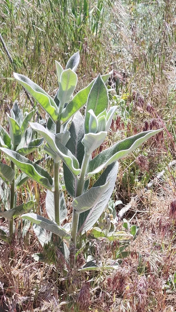 Asclepias Eriocarpa
