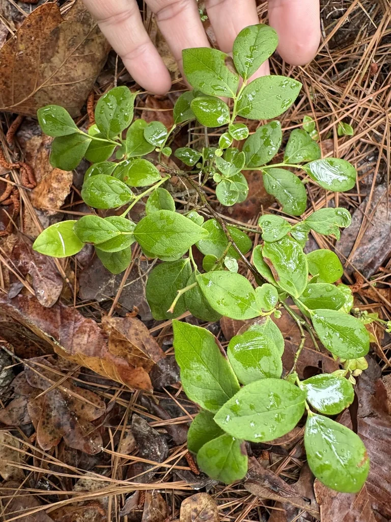 Vaccinium Pallidum