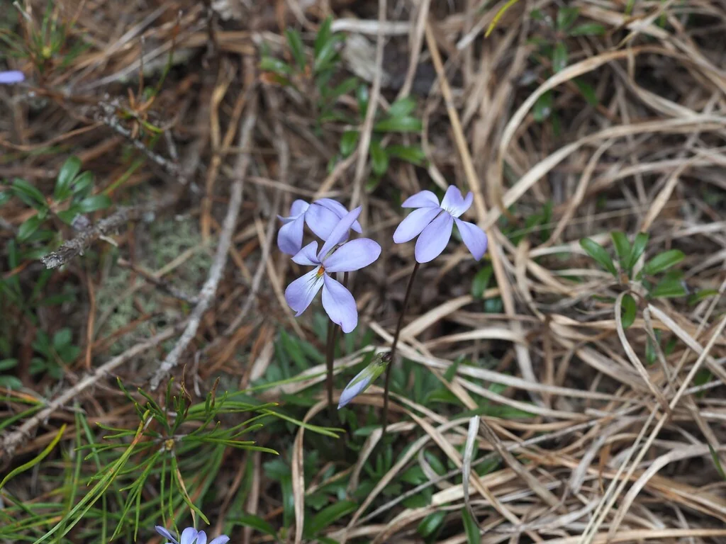 Viola Pedata